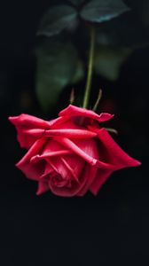 Превью обои роза, красный, бутон, лепестки, темный фон, цветение