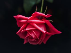 Превью обои роза, красный, бутон, лепестки, темный фон, цветение