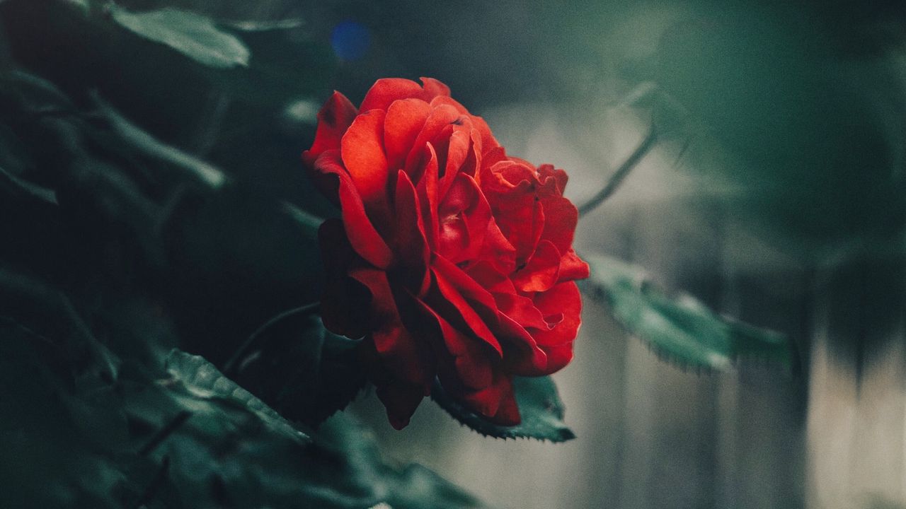 Обои роза, красный, бутон, куст, садовый, размытость