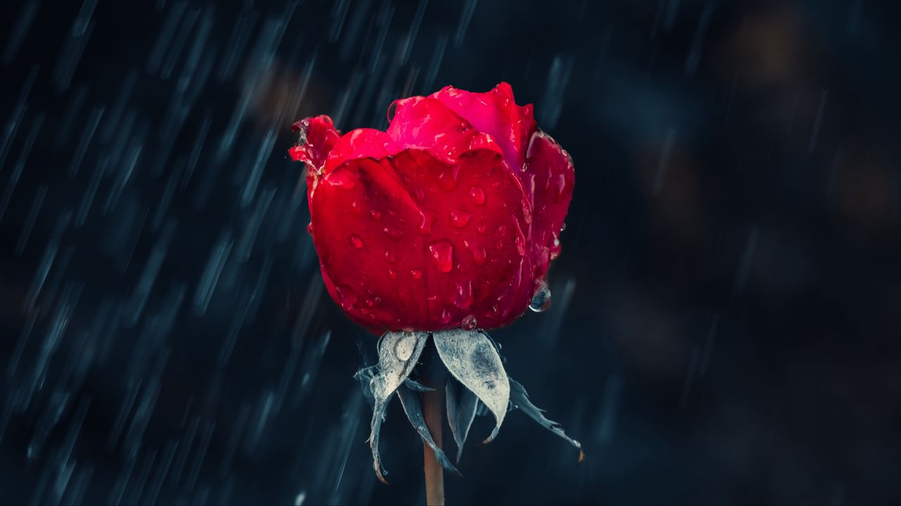 Обои роза, красный, бутон, капли, дождь, влага