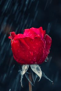 Превью обои роза, красный, бутон, капли, дождь, влага