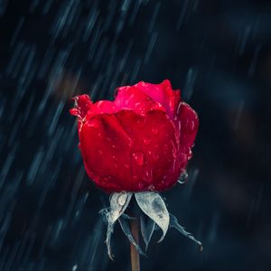 Превью обои роза, красный, бутон, капли, дождь, влага