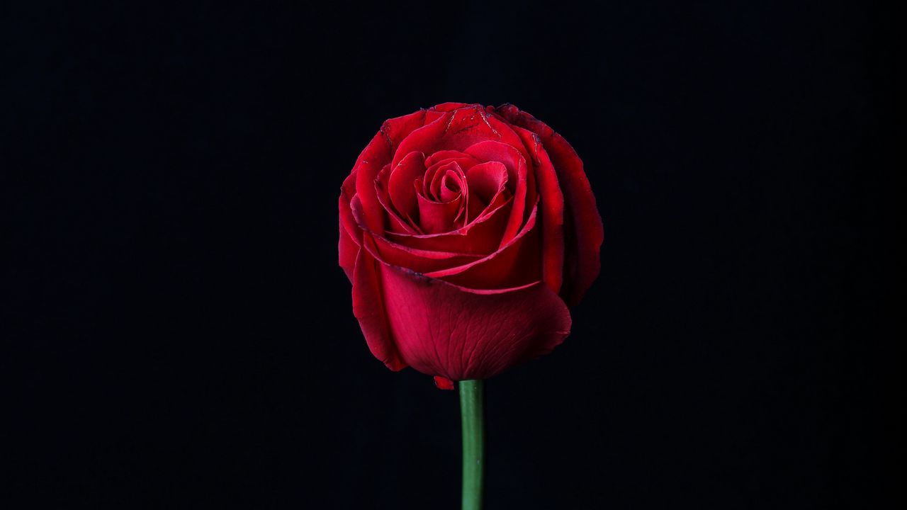 Обои роза, красный, бутон, цветок, темный