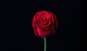 Превью обои роза, красный, бутон, цветок, темный
