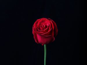 Превью обои роза, красный, бутон, цветок, темный