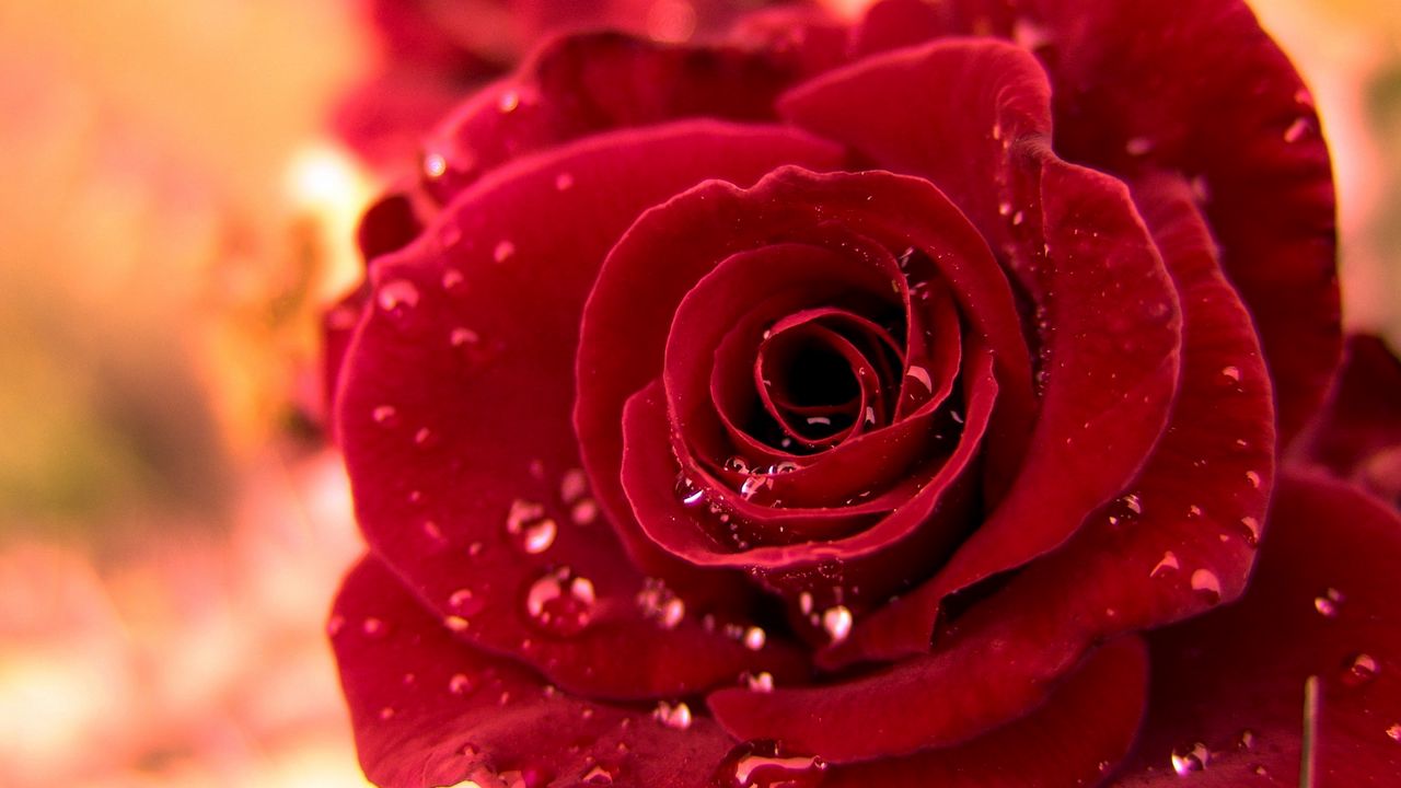 Обои роза, красный, бутон, капли, роса