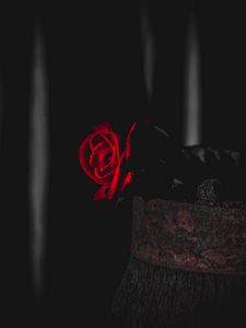 Превью обои роза, красный, черный, контраст, цветок