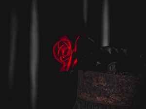 Превью обои роза, красный, черный, контраст, цветок
