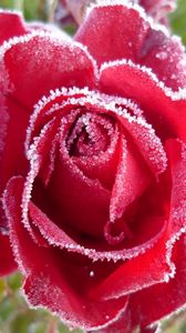 Превью обои роза, красный, иней, снег, мороз