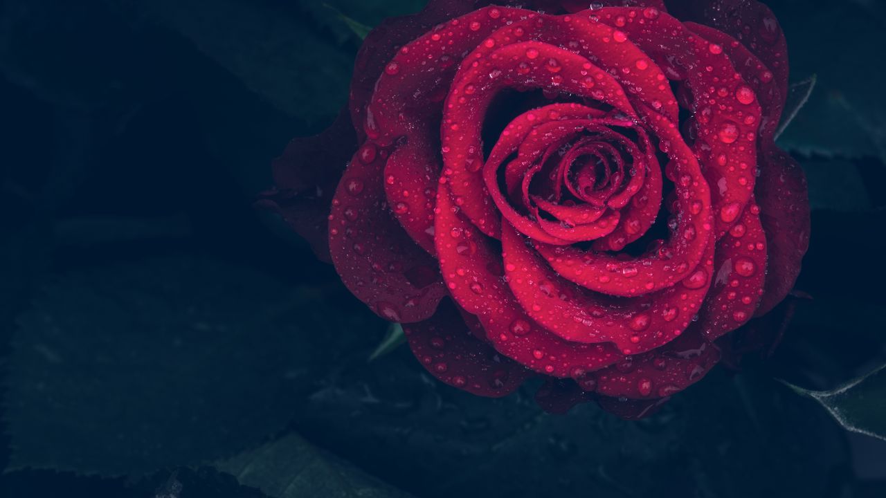 Обои роза, красный, капли, крупным планом