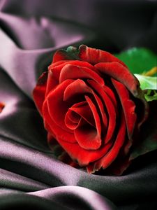 Превью обои роза, красный, лепестки, ткань, нежность