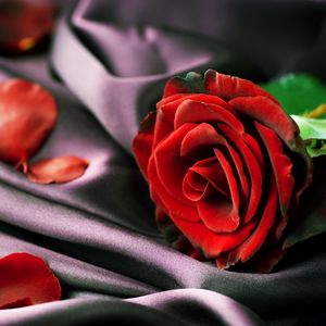Превью обои роза, красный, лепестки, ткань, нежность