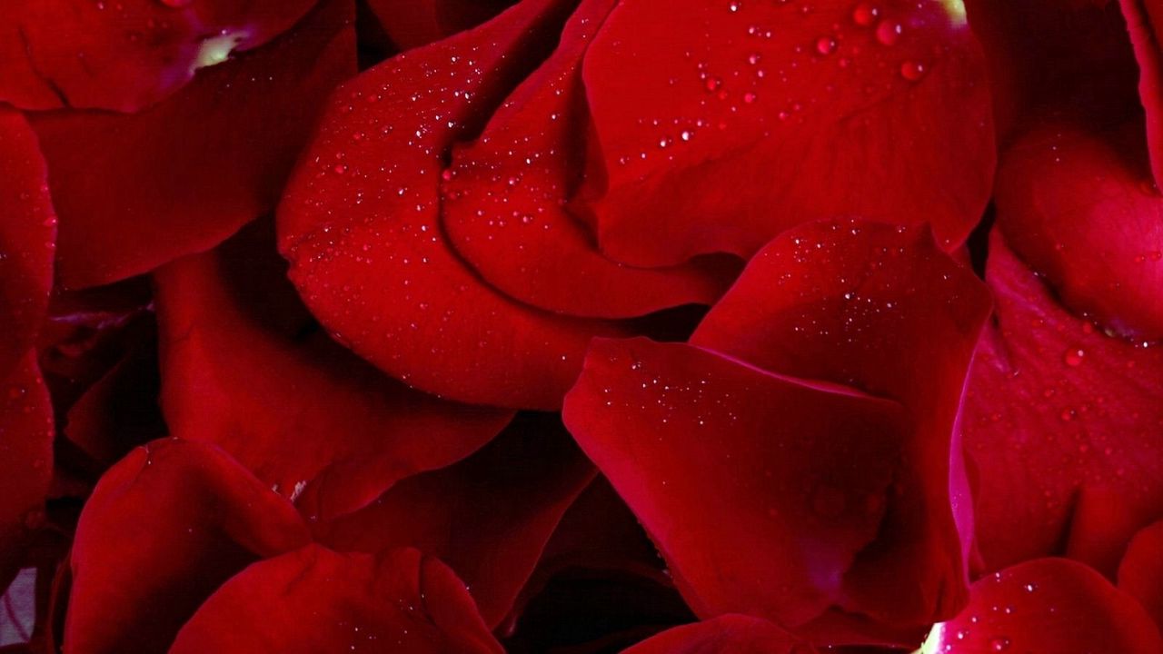 Обои роза, красный, лепестки, цветы