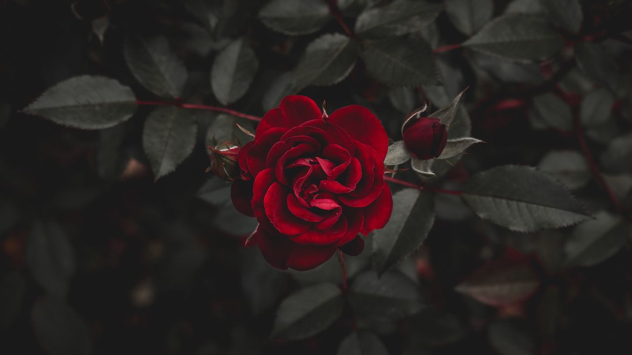 Обои роза, красный, цветок, бутон