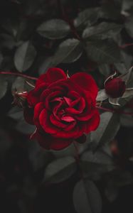 Превью обои роза, красный, цветок, бутон
