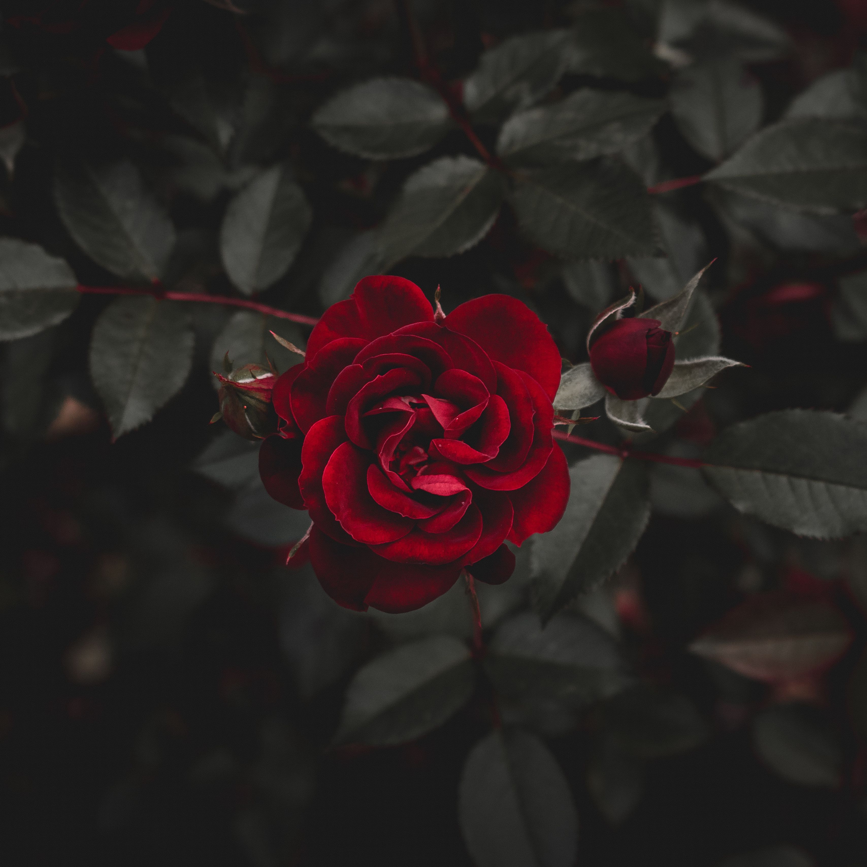 Роза бархатная ночь