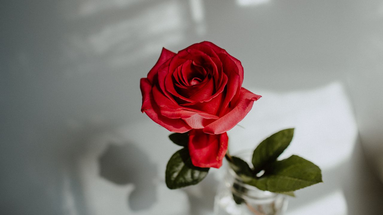 Обои роза, красный, цветок, крупный план