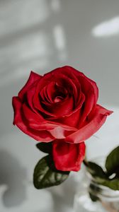 Превью обои роза, красный, цветок, крупный план