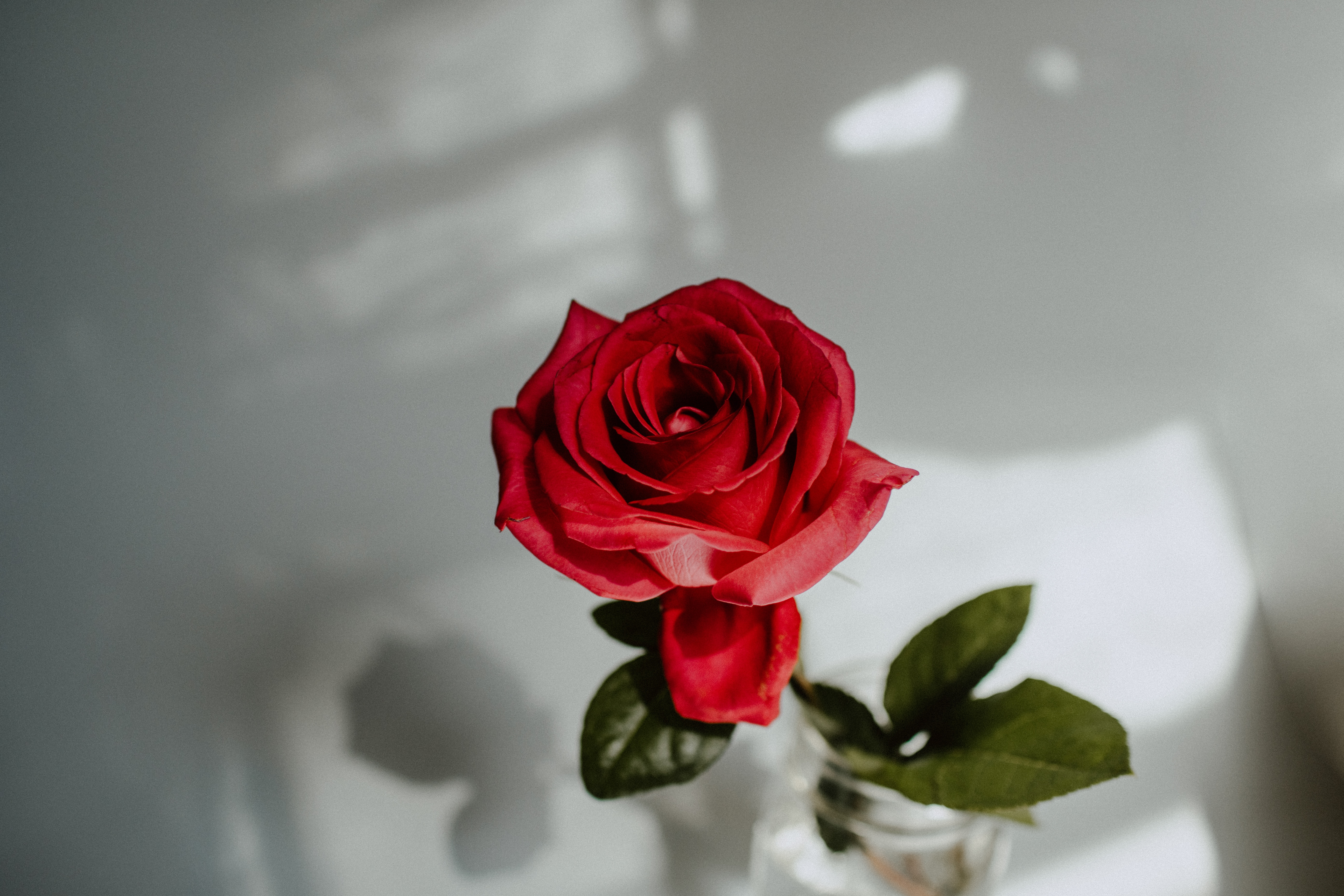 Темно алые розы а на душе. Красные розы. Розы на сером фоне.