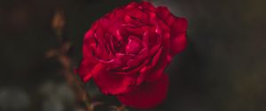 Превью обои роза, красный, цветок, макро, крупный план