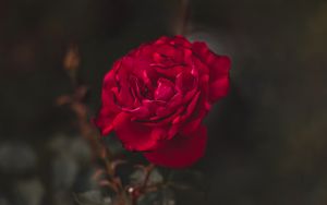Превью обои роза, красный, цветок, макро, крупный план