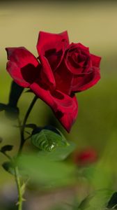 Превью обои роза, красный, цветок, цветение, растение