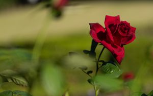 Превью обои роза, красный, цветок, цветение, растение