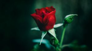 Превью обои роза, красный, цветок, крупным планом
