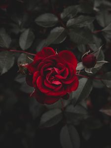 Превью обои роза, красный, цветок, бутон