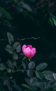 Превью обои роза, куст, сад, розовый, листья