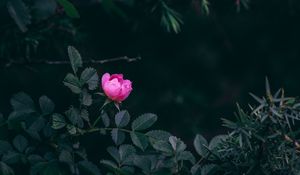 Превью обои роза, куст, сад, розовый, листья