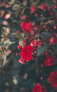 Превью обои роза, куст, цветение, садовый, красный, размытость