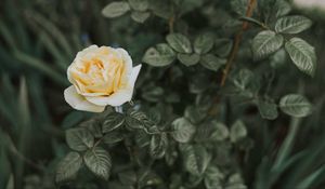 Превью обои роза, куст, цветок, бутон
