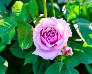 Превью обои роза, куст, цветок, бутон