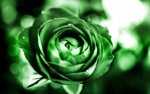 Превью обои роза, лепестки, бутон, цветок, зеленый