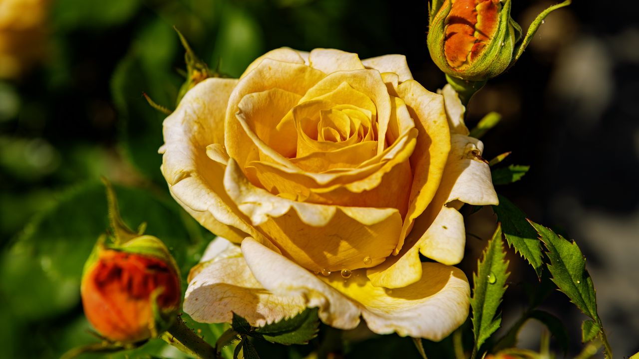 Обои роза, лепестки, капли, растение, цветок, макро