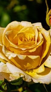 Превью обои роза, лепестки, капли, растение, цветок, макро