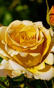 Превью обои роза, лепестки, капли, растение, цветок, макро