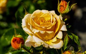 Превью обои роза, лепестки, капли, растение, цветок, макро