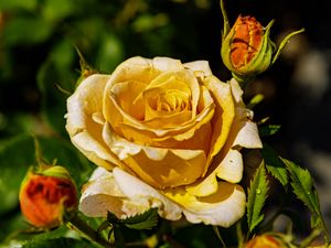 Превью обои роза, лепестки, капли, растение, цветок, макро