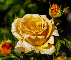 Превью обои роза, лепестки, капли, растение, цветок, макро