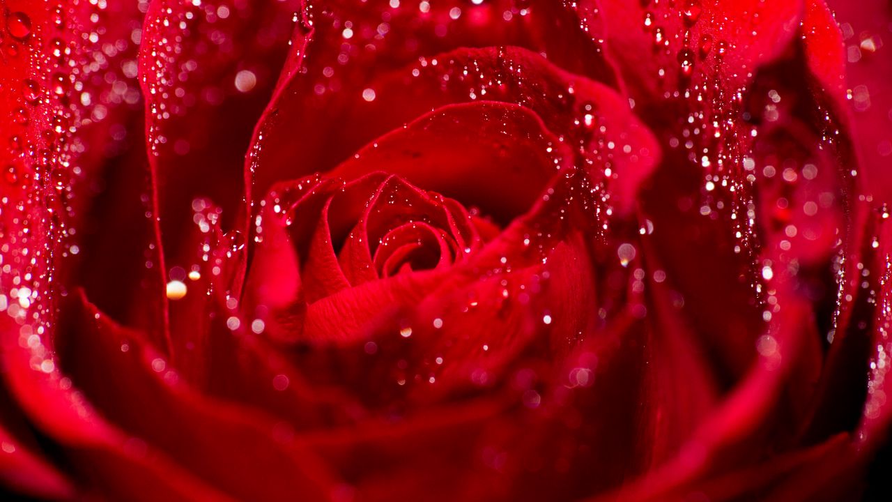 Обои роза, лепестки, капли, вода, макро, красный