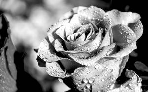 Превью обои роза, лепестки, капли, дождь, макро, черно-белый