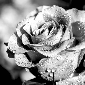 Превью обои роза, лепестки, капли, дождь, макро, черно-белый