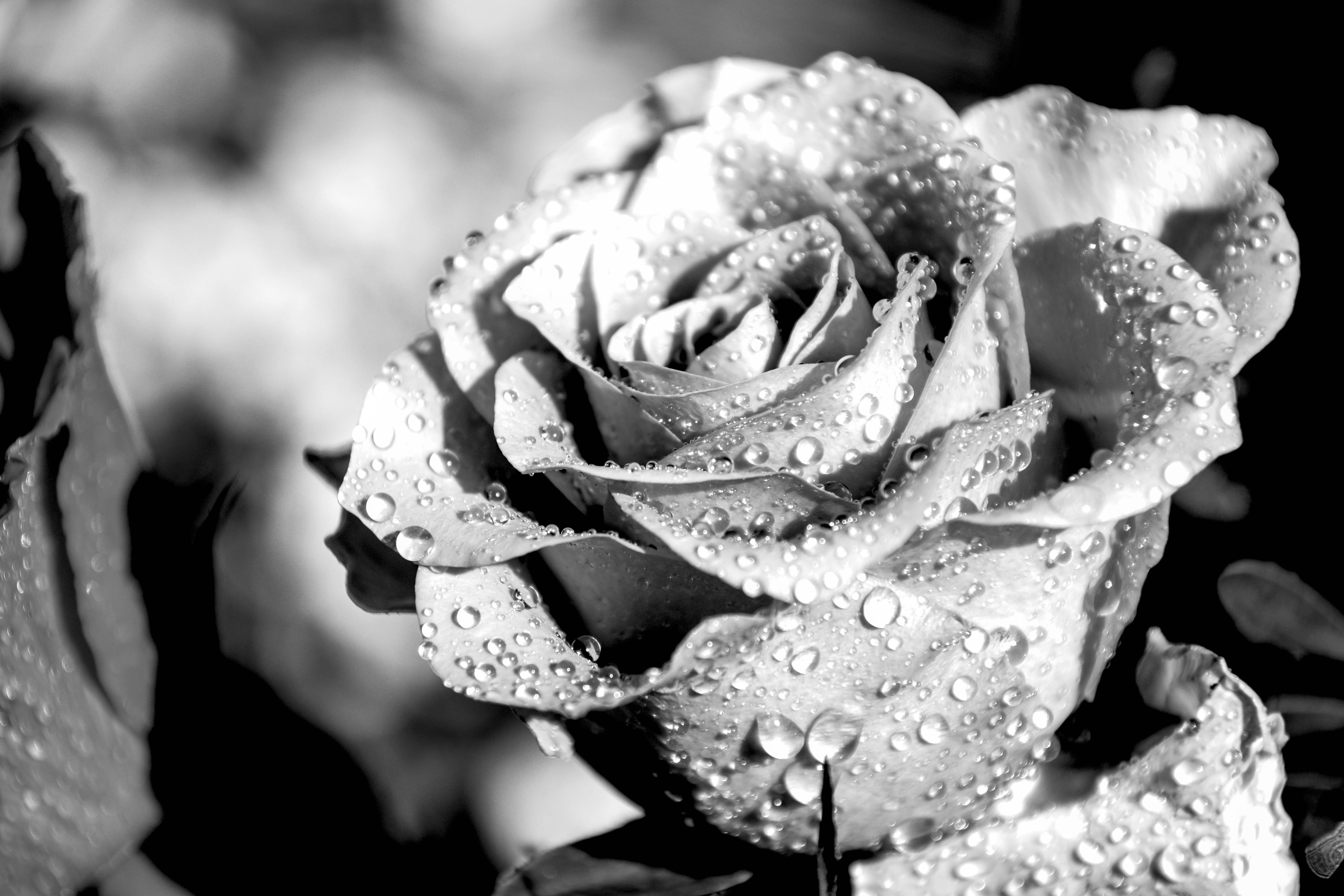 Розы дождь