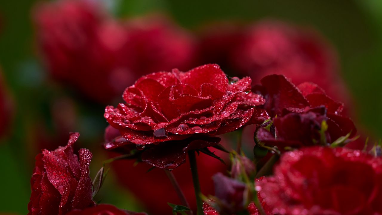 Обои роза, лепестки, капли, роса, красный, цветок