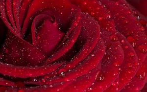 Превью обои роза, лепестки, красный, капли, дождь, макро
