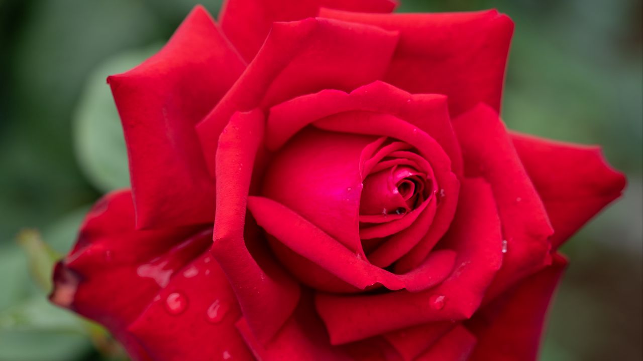 Обои роза, лепестки, красный, капли, дождь, размытие