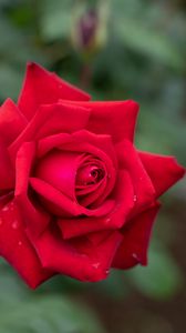 Превью обои роза, лепестки, красный, капли, дождь, размытие