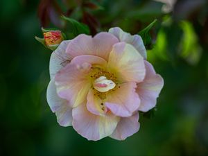 Превью обои роза, лепестки, макро, цветок, растение